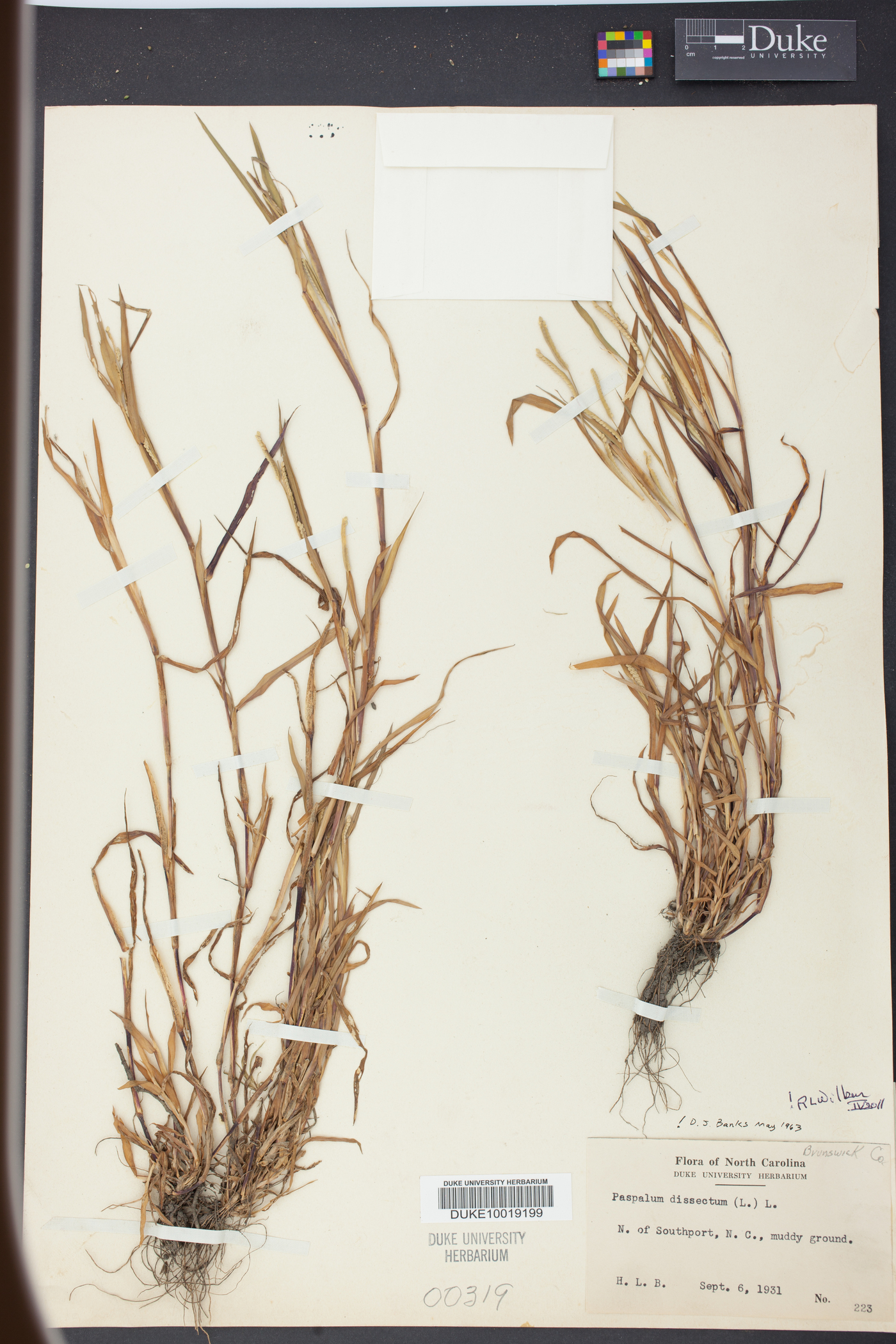 Panicum dissectum image