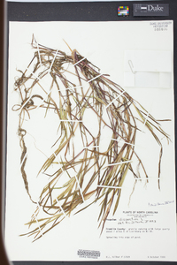 Paspalum dissectum image