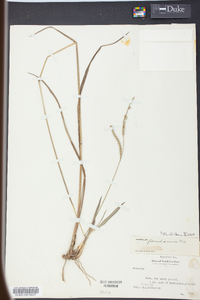 Paspalum floridanum image