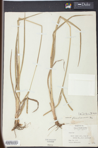 Paspalum floridanum image