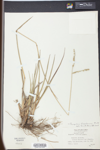 Paspalum floridanum image