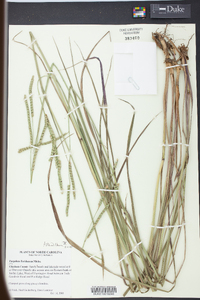 Paspalum floridanum image