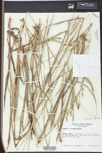 Paspalum floridanum image