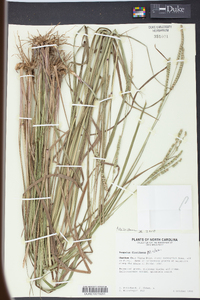 Paspalum floridanum image