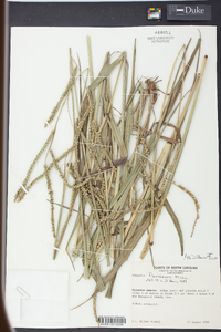 Paspalum floridanum image