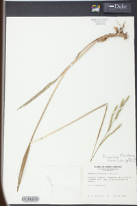 Paspalum floridanum image