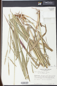 Paspalum floridanum image