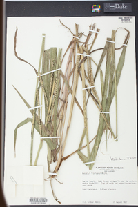 Paspalum floridanum image