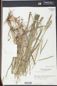 Paspalum floridanum image