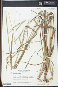 Paspalum floridanum image