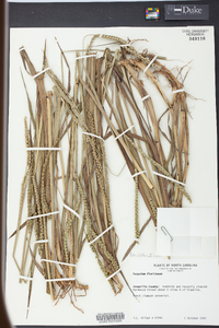 Paspalum floridanum image