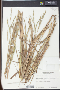 Paspalum floridanum image