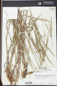 Paspalum floridanum image