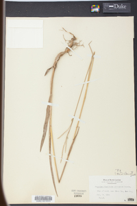 Paspalum floridanum image