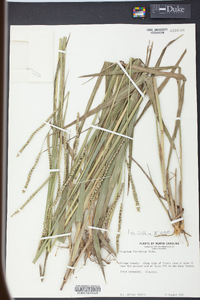 Paspalum floridanum image