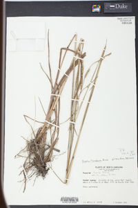 Paspalum floridanum image