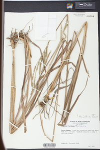 Paspalum floridanum image