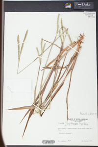 Paspalum floridanum image