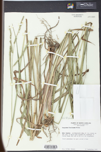 Paspalum floridanum image