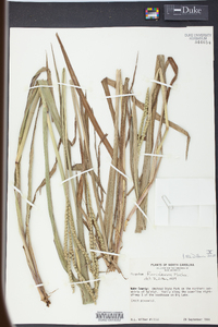 Paspalum floridanum image