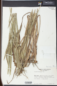 Paspalum floridanum image