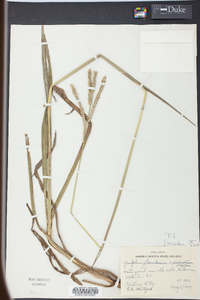 Paspalum floridanum image