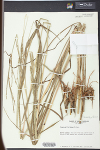 Paspalum floridanum image