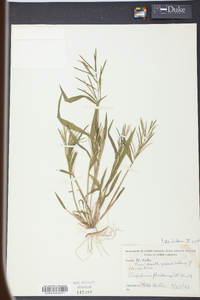 Paspalum fluitans image