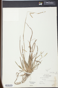 Paspalum laeve image