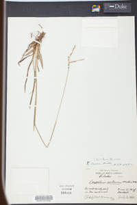 Paspalum laeve image