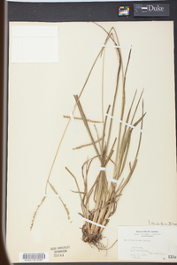 Paspalum laeve image