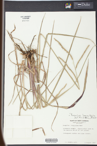 Paspalum laeve image