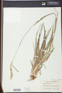 Paspalum laeve image