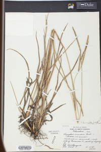 Paspalum laeve image