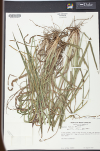 Paspalum laeve image