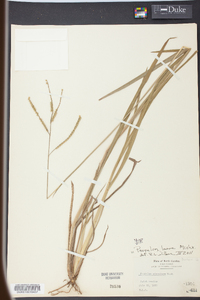 Paspalum laeve image