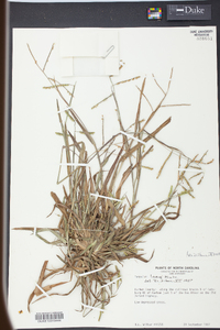 Paspalum laeve image