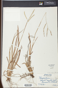 Paspalum laeve image