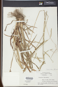 Paspalum laeve image