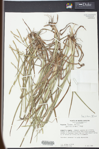 Paspalum laeve image