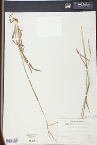 Paspalum laeve image