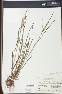 Paspalum laeve image