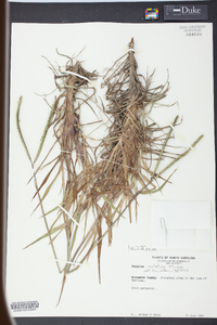 Paspalum notatum image