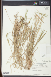 Paspalum notatum image