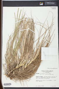 Paspalum notatum image