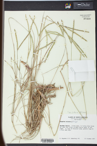 Paspalum notatum image