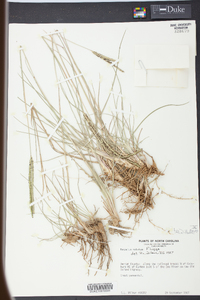 Paspalum notatum image