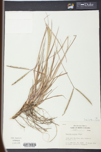 Paspalum notatum image