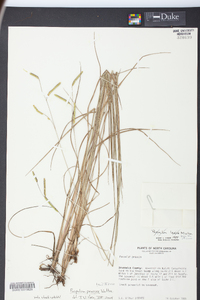 Paspalum praecox image