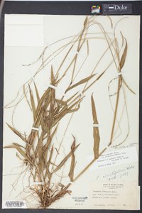 Paspalum setaceum var. ciliatifolium image